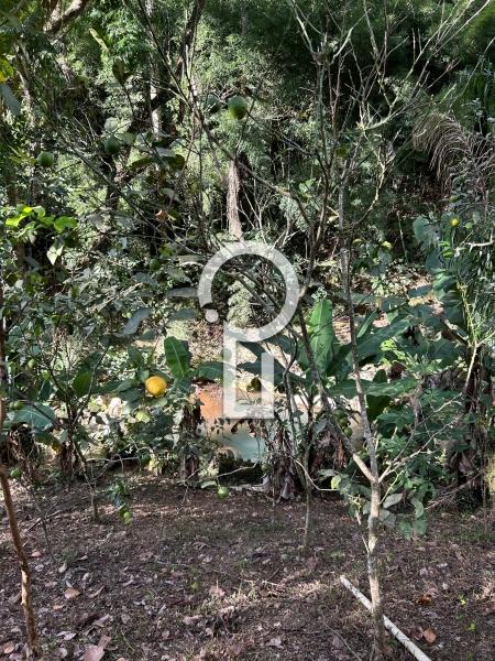 Fazenda / Sítio à venda em Posse, Petrópolis - RJ - Foto 5