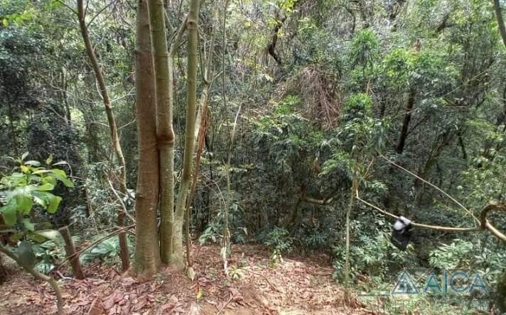 Terreno Residencial à venda em Vale das Videiras, Petrópolis - RJ - Foto 4