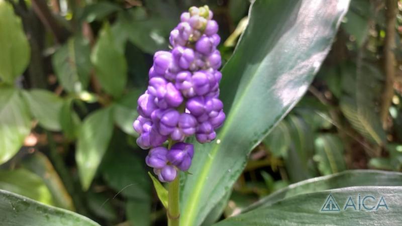 Casa à venda em Nogueira, Petrópolis - RJ - Foto 24