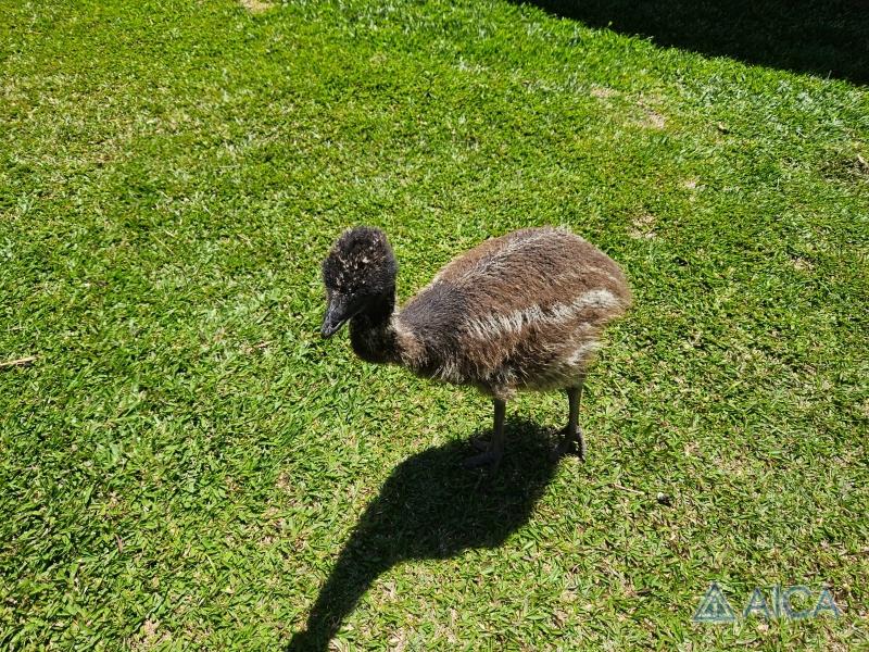 Casa à venda em Fazenda Inglesa, Petrópolis - RJ - Foto 31