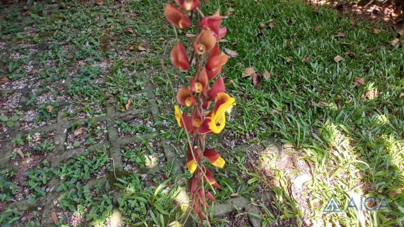 Casa à venda em Carangola, Petrópolis - RJ - Foto 14