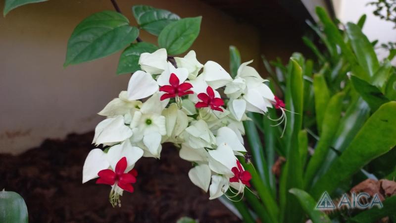 Casa à venda em Carangola, Petrópolis - RJ - Foto 28