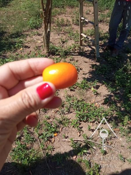 Fazenda / Sítio à venda em Centro, Paraíba do Sul - RJ - Foto 9