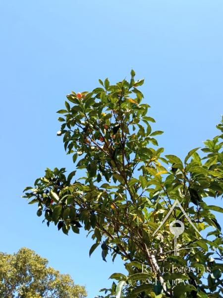 Fazenda / Sítio à venda em Centro, Paraíba do Sul - RJ - Foto 2
