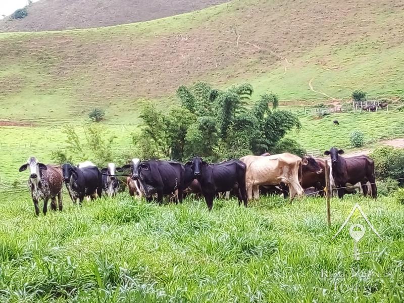 Fazenda / Sítio à venda em Itaipava, Petrópolis - RJ - Foto 16