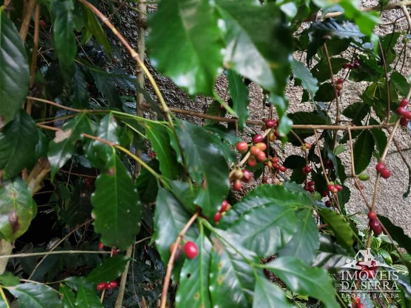 Comprar Pousada em Pedro do Rio, Petrópolis/RJ - Imóveis da Serra Comprar Pousada em Pedro do Rio, Petrópolis/RJ - Imóveis da Serra