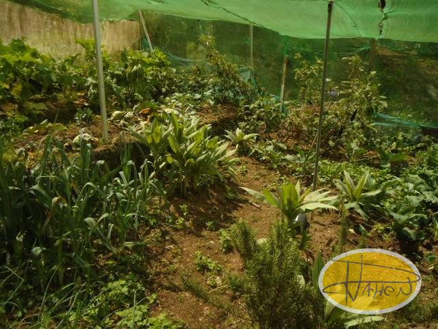 Casa à venda em Vale das Videiras, Petrópolis - RJ - Foto 10