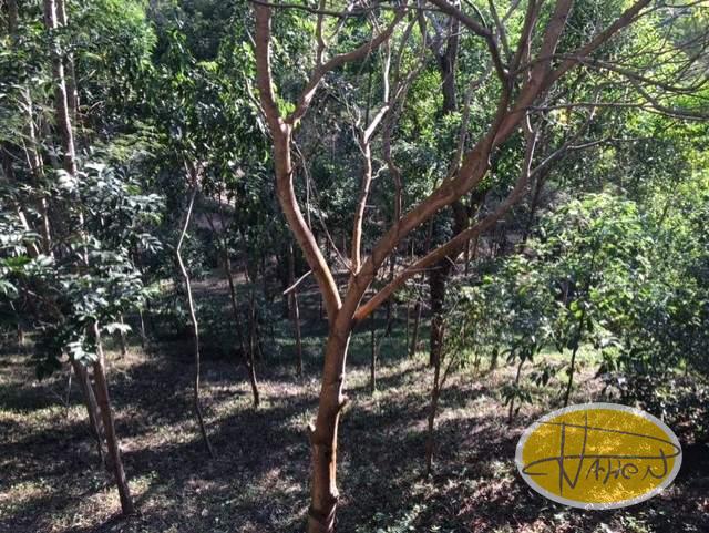 Casa à venda em Areal, Petrópolis - RJ - Foto 16