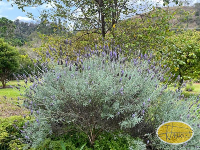 Casa à venda em Vale das Videiras, Petrópolis - RJ - Foto 42