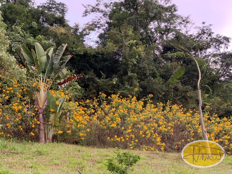 Casa à venda em Vale das Videiras, Petrópolis - RJ - Foto 24