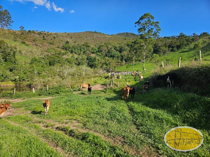 Fazenda / Sítio à venda em Vale das Videiras, Petrópolis - RJ - Foto 2