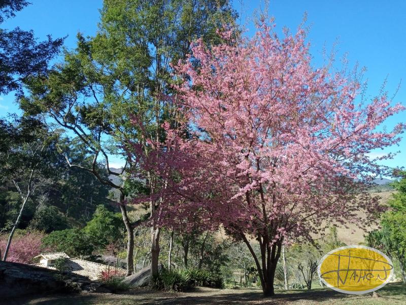 Casa à venda em Vale das Videiras, Petrópolis - RJ - Foto 13