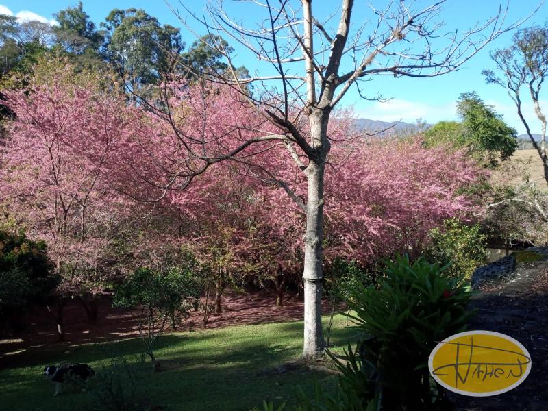 Casa à venda em Vale das Videiras, Petrópolis - RJ - Foto 10