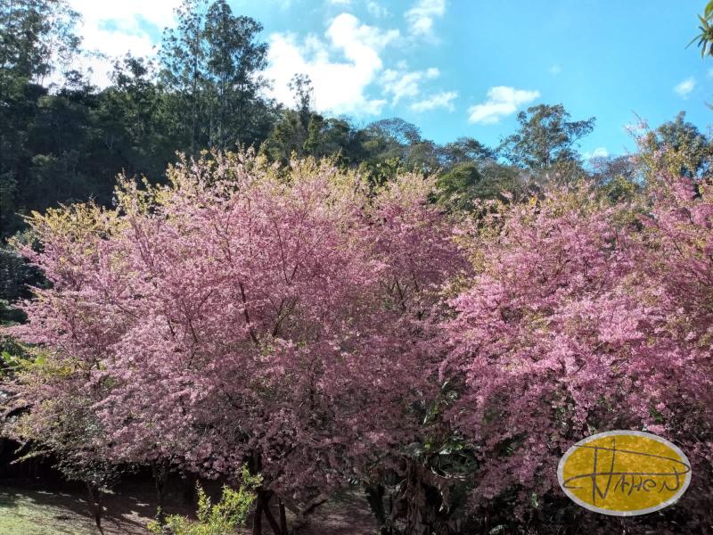 Casa à venda em Vale das Videiras, Petrópolis - RJ - Foto 5