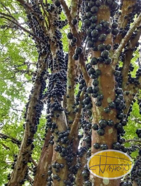 Casa à venda em Vale das Videiras, Petrópolis - RJ - Foto 11