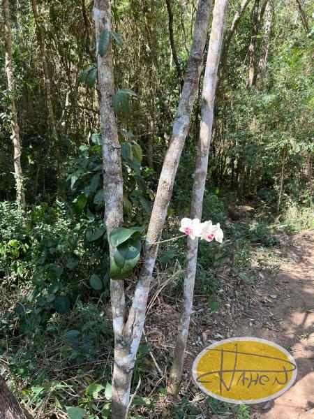 Terreno Residencial à venda em Araras, Petrópolis - RJ - Foto 5