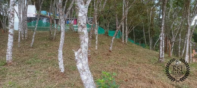 Terreno Residencial à venda em Duarte da Silveira, Petrópolis - RJ - Foto 13