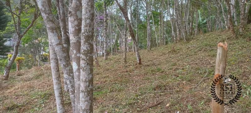 Terreno Residencial à venda em Duarte da Silveira, Petrópolis - RJ - Foto 14