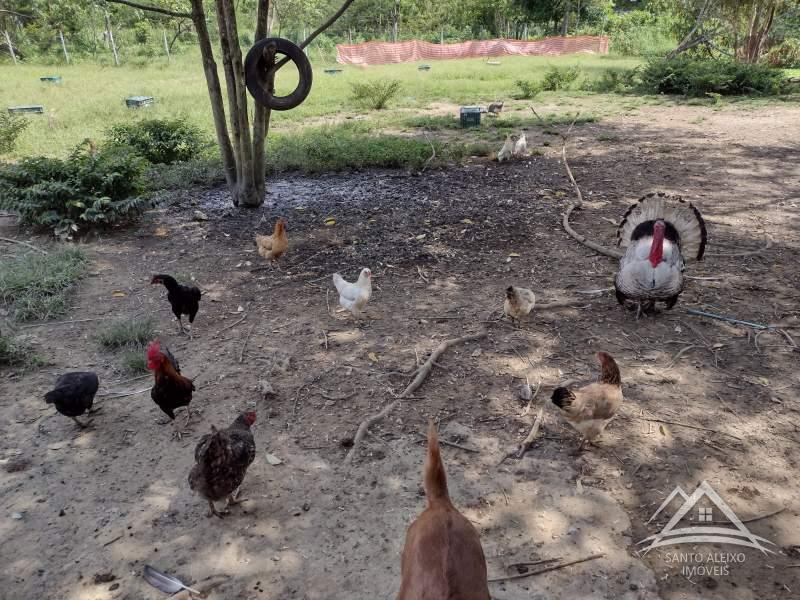 Terreno Residencial à venda em Santo Aleixo, Rio de Janeiro - RJ - Foto 15