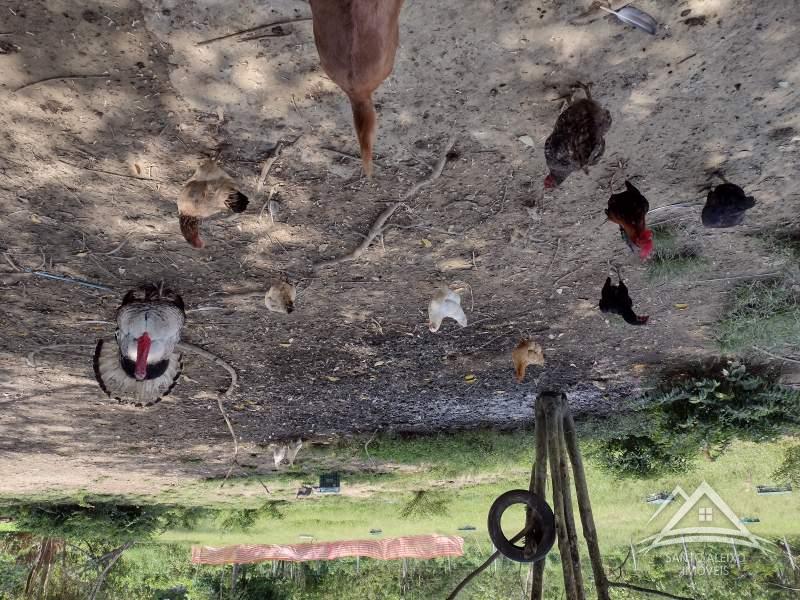 Terreno Residencial à venda em Santo Aleixo, Rio de Janeiro - RJ - Foto 7