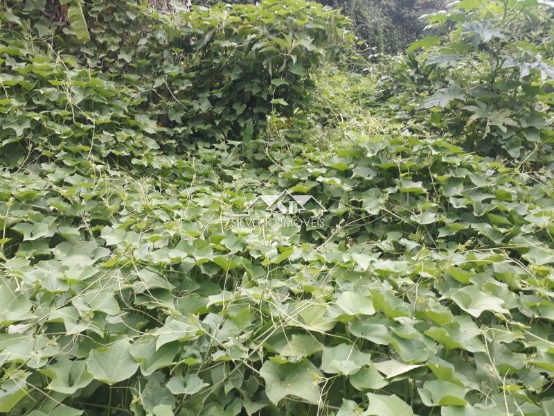 Terreno Residencial à venda em Quitandinha, Petrópolis - RJ - Foto 20