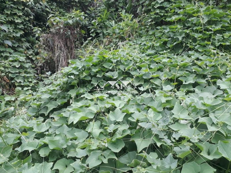 Terreno Residencial à venda em Quitandinha, Petrópolis - RJ - Foto 17