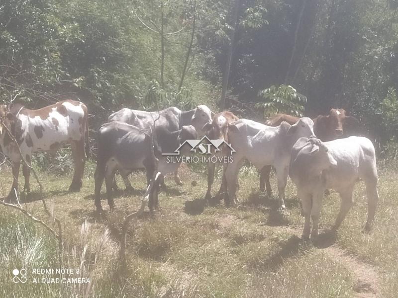 Fazenda / Sítio à venda em Centro, Paraíba do Sul - RJ - Foto 3