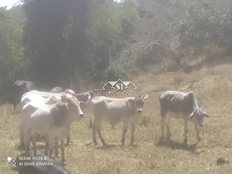 Fazenda à venda com 11 quartos, 550m² - Foto 4