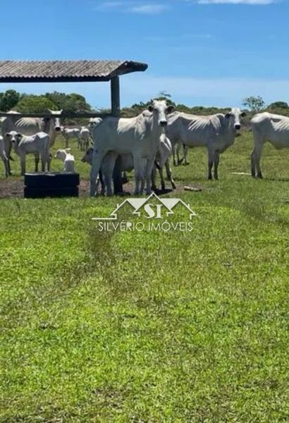 Fazenda à venda com 2 quartos, 430m² - Foto 7