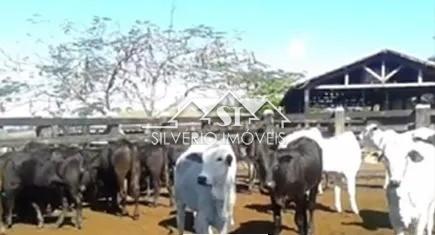 Fazenda à venda com 2 quartos, 250m² - Foto 7