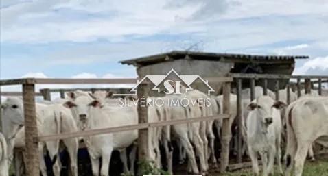 Fazenda à venda com 2 quartos, 250m² - Foto 9
