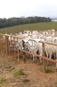Fazenda à venda com 2 quartos, 250m² - Foto 11