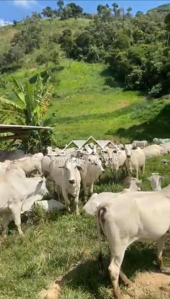 Fazenda à venda com 5 quartos, 350m² - Foto 4