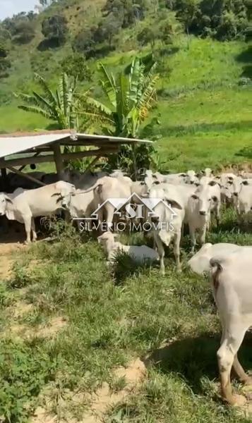 Fazenda à venda com 5 quartos, 350m² - Foto 2