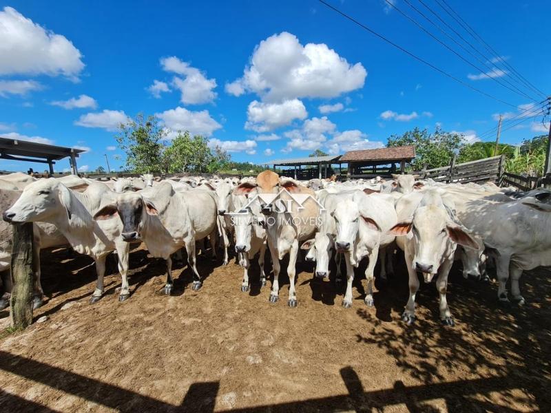 Fazenda à venda com 2 quartos, 400m² - Foto 45