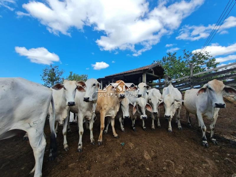 Fazenda à venda com 2 quartos, 400m² - Foto 50
