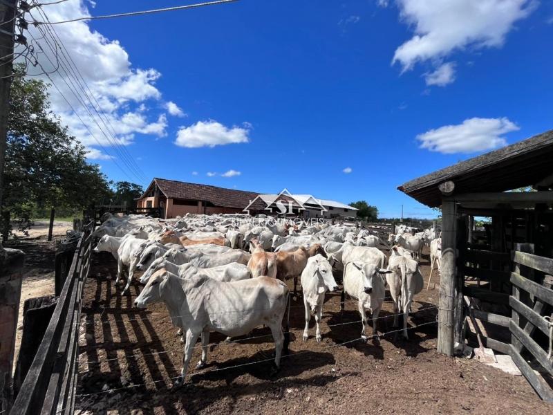 Fazenda à venda com 2 quartos, 400m² - Foto 48