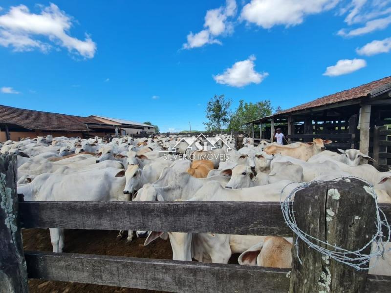 Fazenda à venda com 2 quartos, 400m² - Foto 51