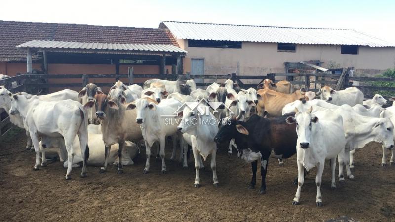 Fazenda à venda com 2 quartos, 400m² - Foto 46