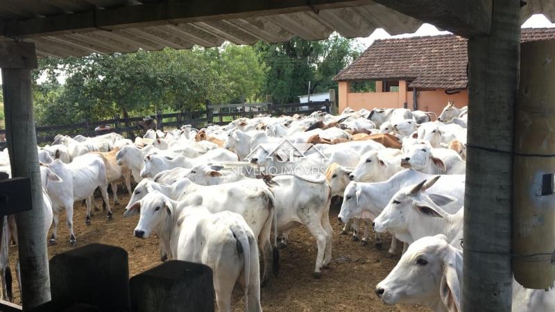 Fazenda à venda com 2 quartos, 400m² - Foto 47