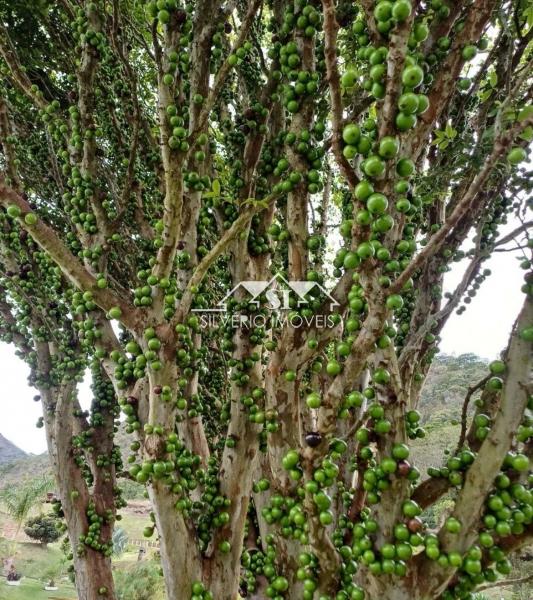 Fazenda / Sítio à venda em Cardinott, Nova Friburgo - RJ - Foto 10