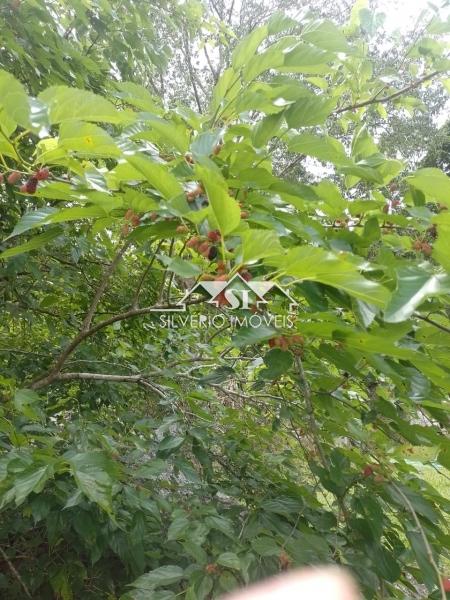 Fazenda / Sítio à venda em Itaipava, Petrópolis - RJ - Foto 34