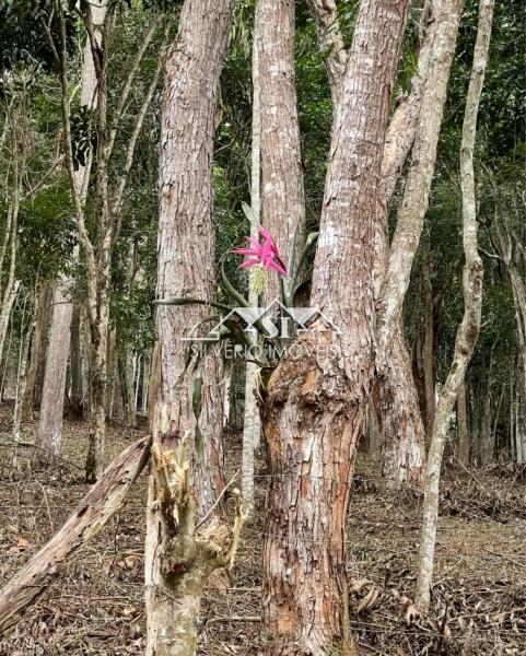Terreno Residencial à venda em Araras, Petrópolis - RJ - Foto 4