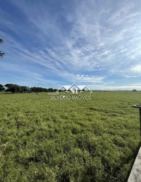 Fazenda, 210 hectares - Foto 10