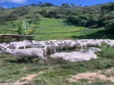 [CI 38165] Fazenda em Posse, Petrópolis/RJ